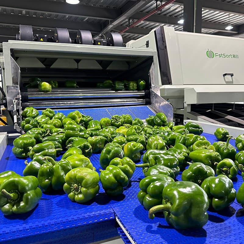 Clasificadora de pimiento verde.jpg